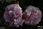 Gil Blas rose photo