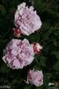 Gil Blas rose photo