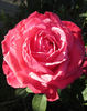 Friendship rose photo