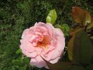 Racquel ™ rose photo