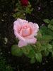 Racquel ™ rose photo