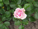 Evy rose photo