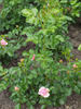 Evy rose photo