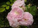 Rosemoor ™ rose photo