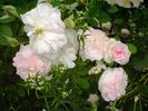 Rosemoor ™ rose photo