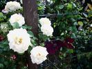 Lilian Baylis rose photo
