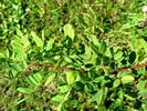 <i>Rosa kokanica</i> Regel ex Juz. rose photo