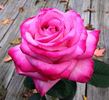 Eddie Edwards rose photo