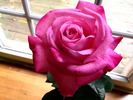 Eddie Edwards rose photo