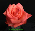 Dr Monica Valentovic rose photo