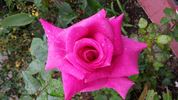 Purple Beauty rose photo
