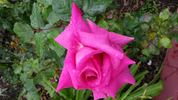 Purple Beauty rose photo