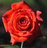 Flying Doctor '03 rose photo