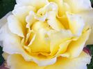 Graceland rose photo