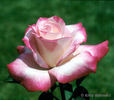 Agnes Winchel rose photo