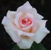Smooth Angel rose photo