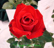 Tammy Clemons rose photo
