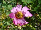 Rosa roxburghii 'Lampion' rose photo
