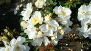 Elisabeth Oberle rose photo