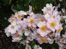 Brigitte de Villenfagne rose photo