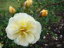 Callisto rose photo
