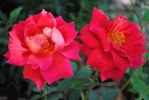 Pechtold's Flame rose photo