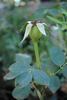 Pechtold's Flame rose photo