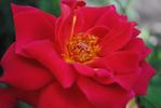 Pechtold's Flame rose photo