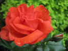 Zach ™ rose photo