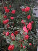 Zach ™ rose photo