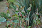 Twist 'n' Twirl rose photo