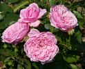 Fluffy Ruffles rose photo