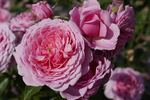 Fluffy Ruffles rose photo
