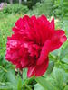 Diana Parks peony photo