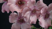 Hanseat rose photo