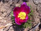 <i>P. officinalis</i> ssp. <i>huthii</i> A. Soldano peony photo