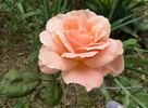 Antigua rose photo