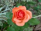 Beautiful Britain rose photo