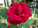 Habitat for Humanity rose photo