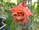 Old Country Charm rose photo