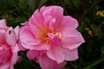 Jean Bach-Sisley rose photo