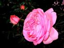 TAN04608 rose photo