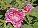 Hyakkasen 百花撰 peony photo