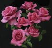 Flemington Racecourse rose photo