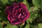 Arthur de Sansal rose photo