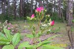 Gay Vista rose photo
