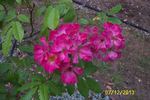 Gay Vista rose photo
