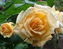 Royden rose photo