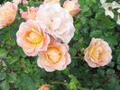 DICyeti rose photo