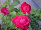 Forgotten Dreams rose photo